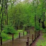 طراحی سایت در گرگان - تصویری از جنگل های زیبای گرگان
