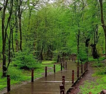 طراحی سایت در گرگان - تصویری از جنگل های زیبای گرگان
