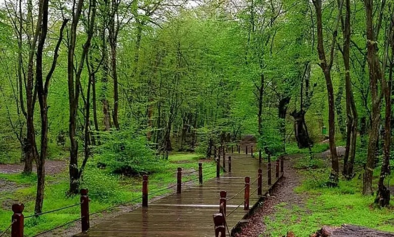 طراحی سایت در گرگان - تصویری از جنگل های زیبای گرگان
